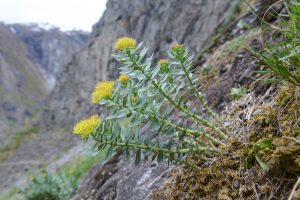 Qu’est-ce que la rhodiola ? Est-elle efficace ? Votre guide complet