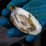 Le zinc peut-il aider à renforcer votre système immunitaire ?