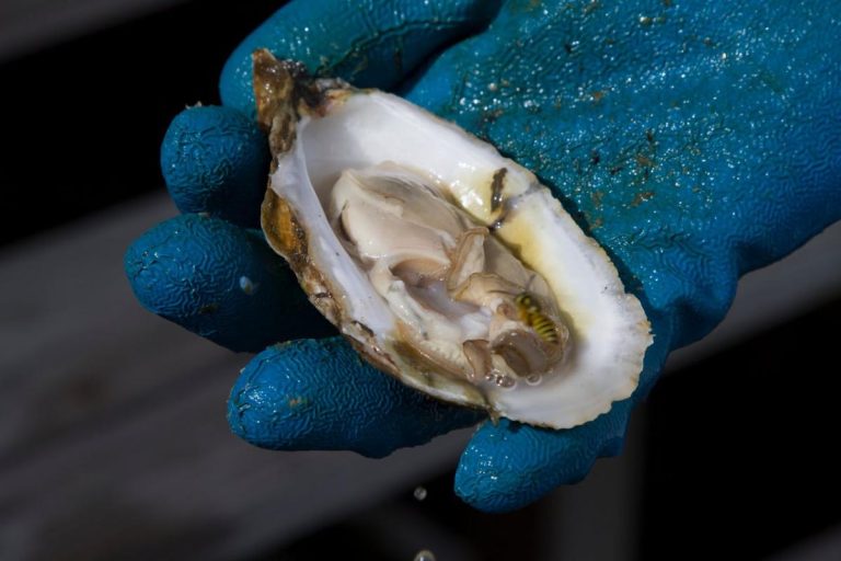 Le zinc peut-il aider à renforcer votre système immunitaire ?